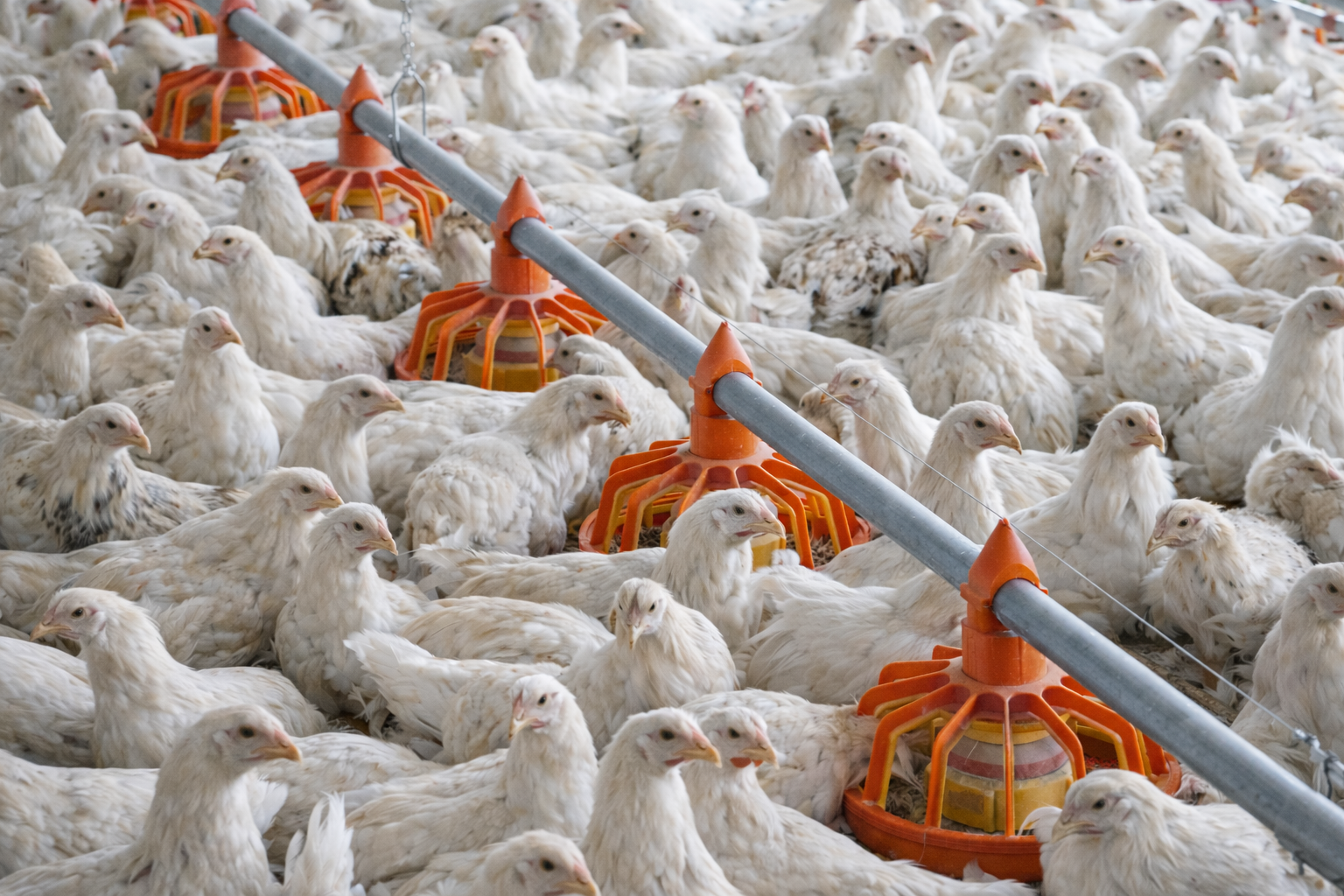 Sospesa con 12 posizioni